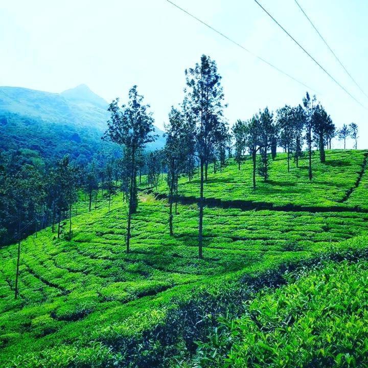 Vythiri Wood House Wayanad Villa Buitenkant foto